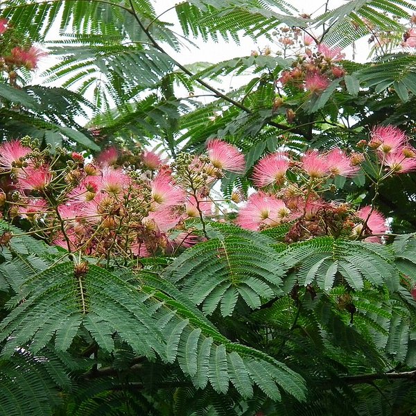 Acacia de Constantinopla (Albizia julibrissin)