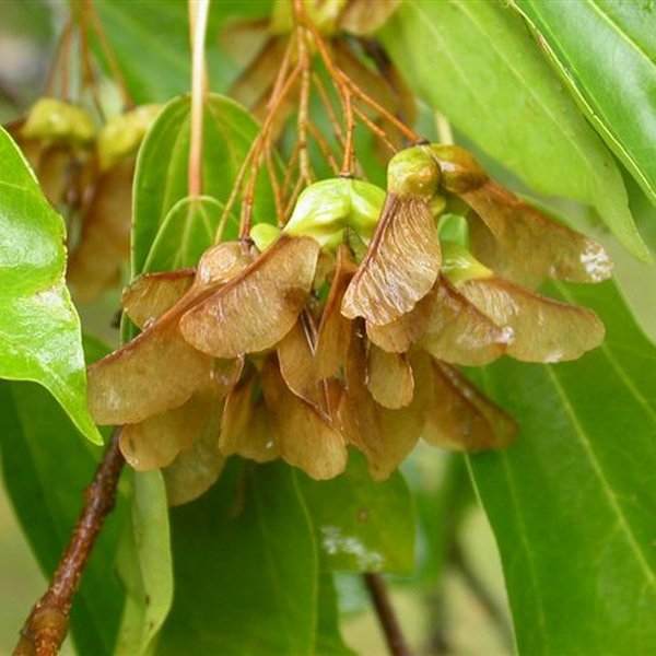 Arce trinerve (Acer buergerianum)