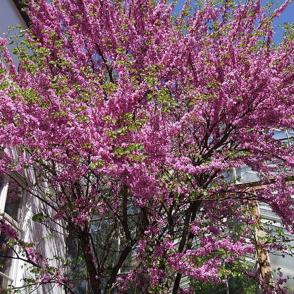 Cercis (Cercis siliquastrum)
