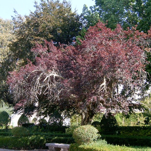 Ciruelo en flor (Prunus cerasifera)