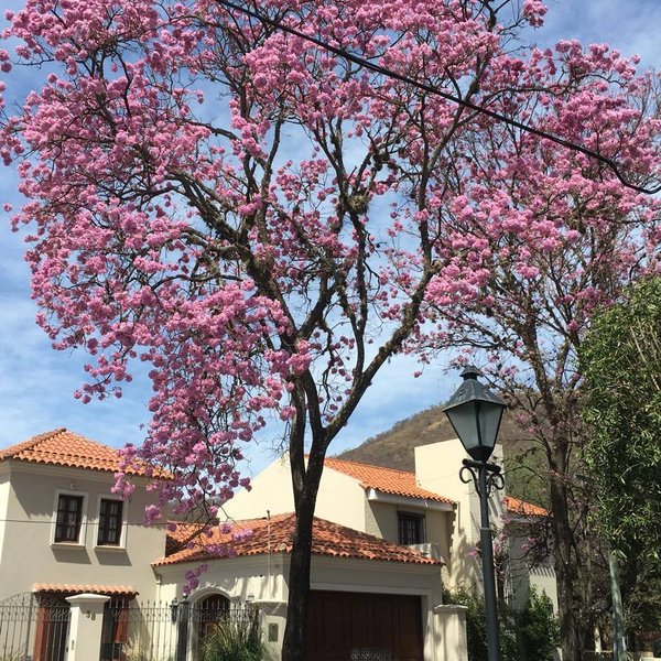 Lapacho (Handroanthus impetiginosus)