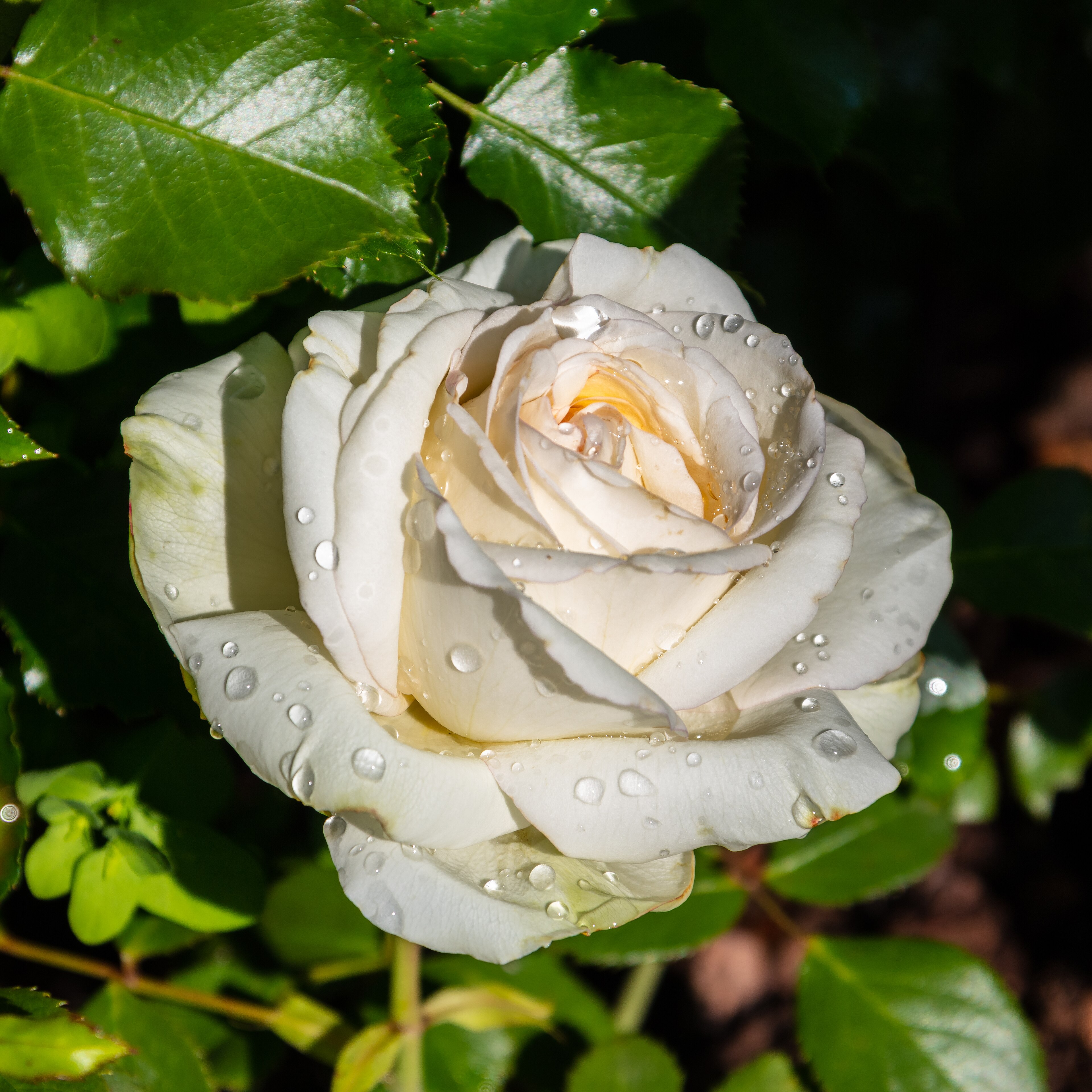 Rosas