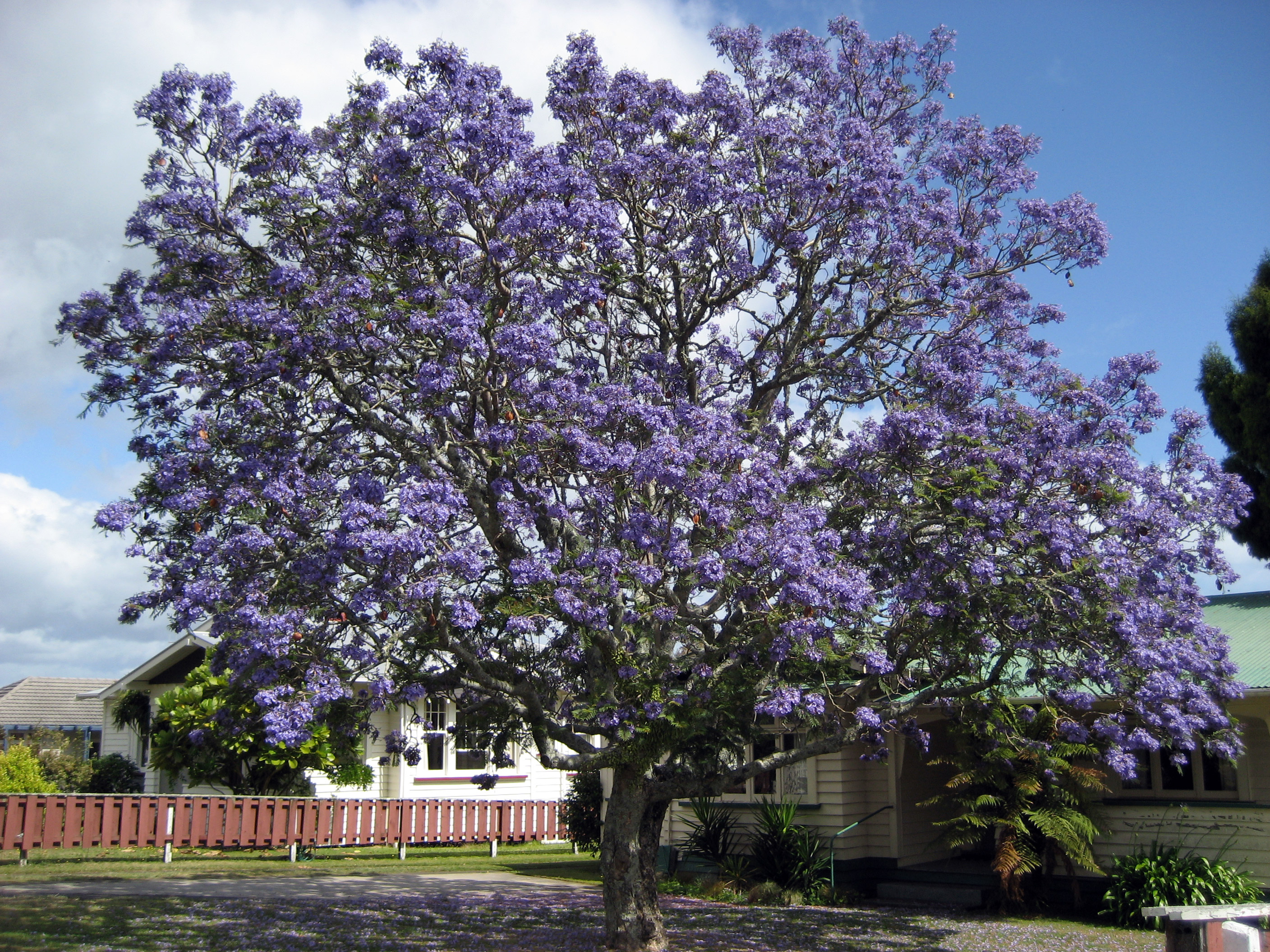 Jacarandaes