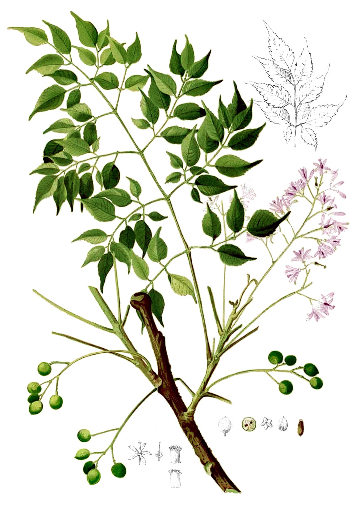 Paraísos