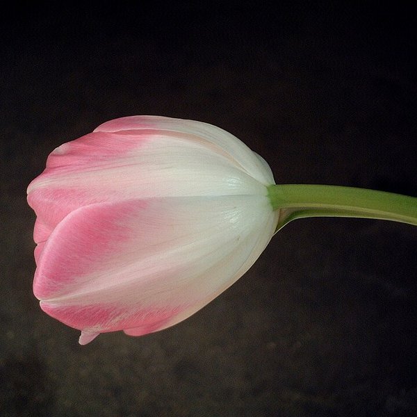 Tulipanes