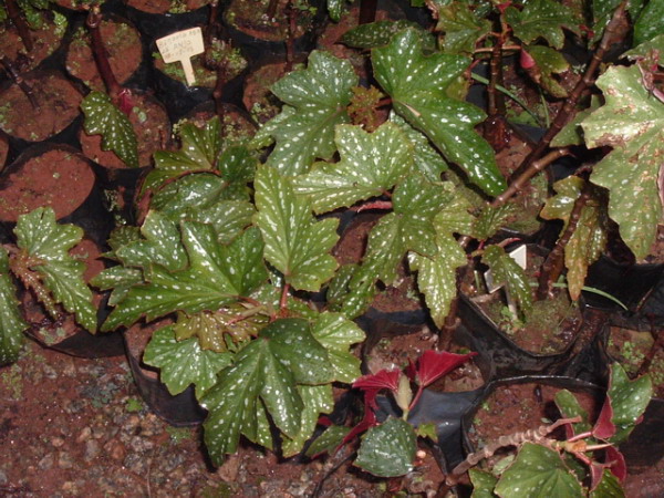 Begonias