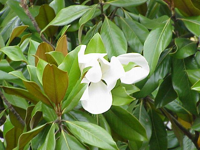 Magnolias