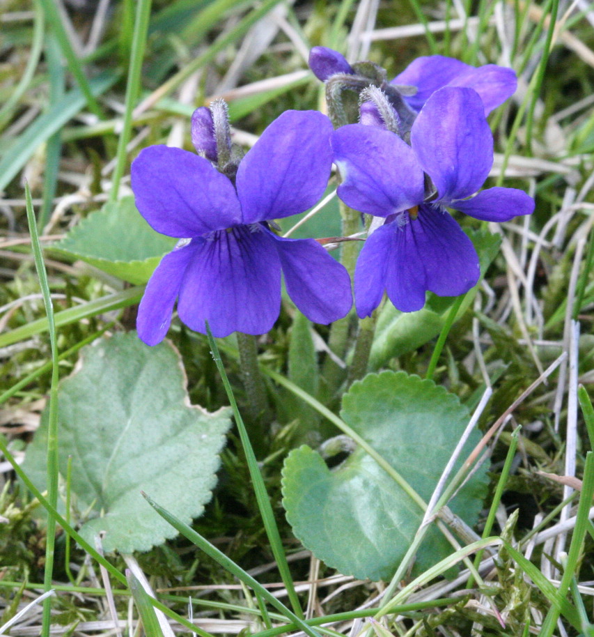 Violetas