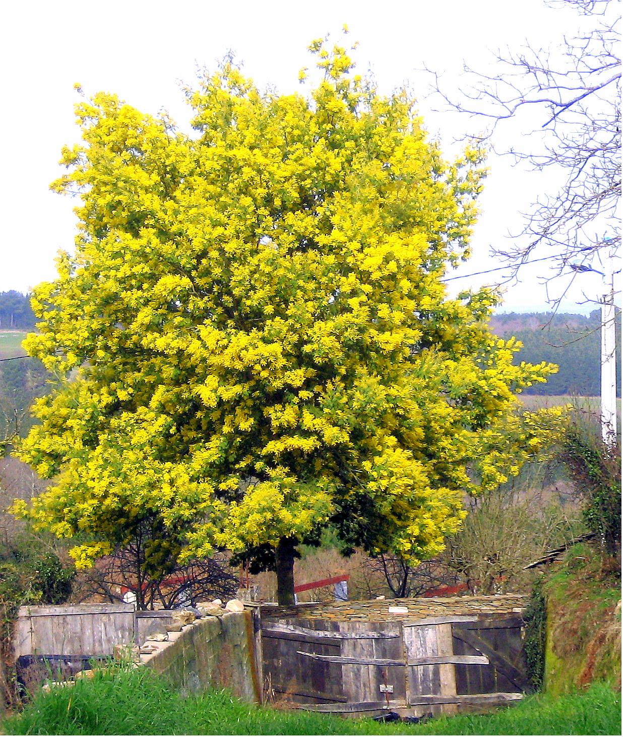 Aromos